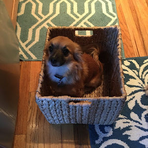 Meet your Posher, Jenny